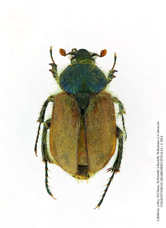 Amphicoma abdominalis aemiliana, femmina